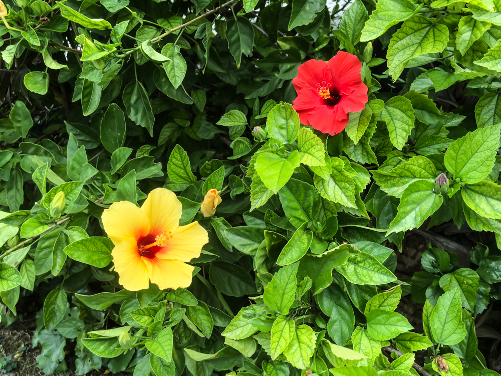 茶花海岸